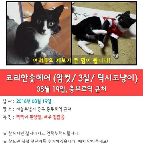 고양이 찾습니다ㅜㅜ