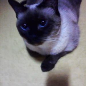 고양이 찾아요
