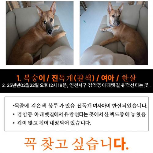 강아지를 찾습니다.