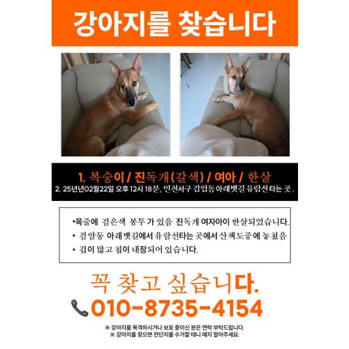 강아지를 찾습니다.