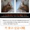 강아지를 찾습니다.