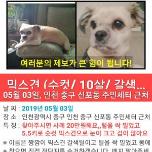 강아지를 찾습니다 갈색 믹스견 5키로