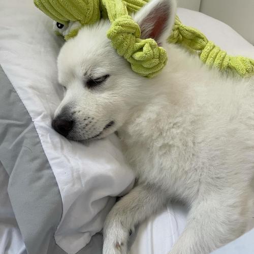 12키로 스피츠 수컷