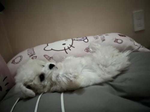 눈에 넣어도 안아픈 미니비숑 애기들입니다