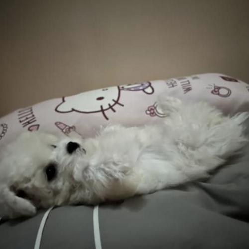 눈에 넣어도 안아픈 미니비숑 애기들입니다