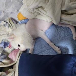 현재 사자컷,가족 찾아요 제발