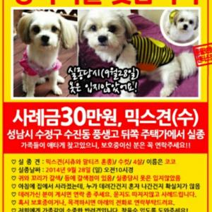 [[성남 수진동]] 말티즈+시츄 믹스견!!