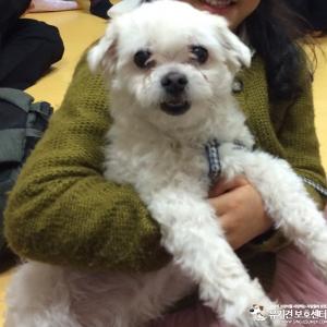 하얀색 말티즈 수컷 찾습니다