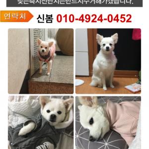 강남학동부근스피츠여아찾습니다