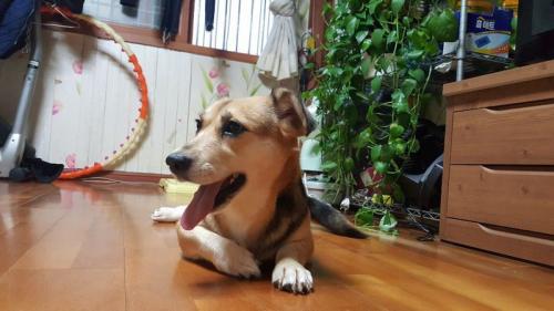 웰시 믹스견 분양합니다.