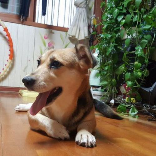 웰시 믹스견 분양합니다.