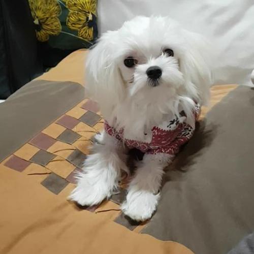 청송군 부동면 주왕산에서 발견