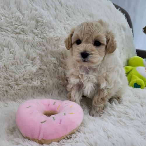 너무 사랑스러운 말티푸 아가 평생 가족 찾습니다