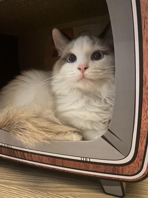 부산 렉돌 2021년 7월 15일 수컷