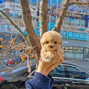 강아지분양 김포강아지분양 말티푸분양 정말 인형 같은 외모와 짧은 다리 모든 게 완벽한 말티푸 아가몽 분양합니당!
