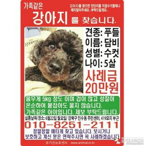 우리 강아지를 찾아주세여..부탁드립니다