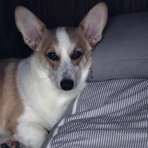 아산시 신정호수 웰시코기 찾아요