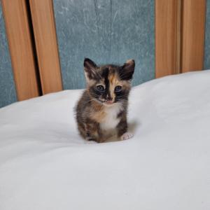 고양이 로드킬