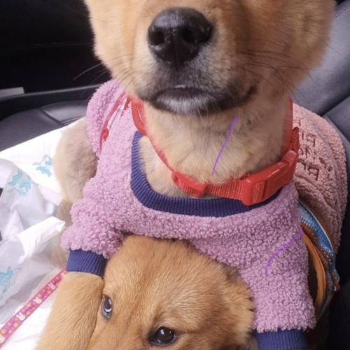 황구 진도견 (3.5개월) 자매 입양하실분 구합니다.