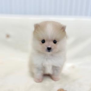 [ 80만 ] 희귀 레몬폼스키 분양중