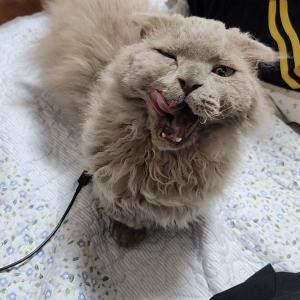 동작구 노량진 고양이 찾아요