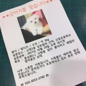 강아지 찾습니다