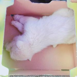 하얀강아지 새끼에요 보호중입니다 ㅠㅠ