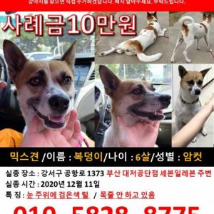 소중한 우리강아지찾습니다.