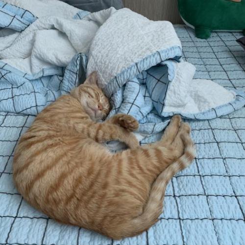 길고양이 분양합니다