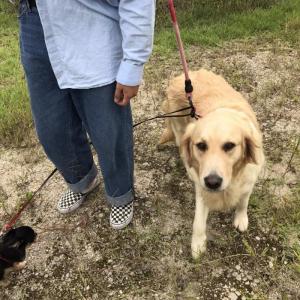 골든리트버 찾습니다.