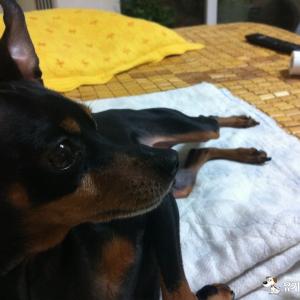 천안 쌍용동 미니핀 찾습니다.