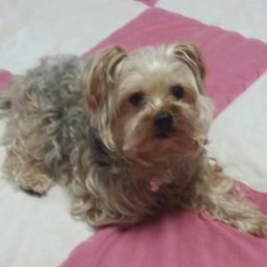 요크셔테리어 시저를 찾아주세요