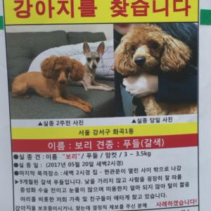 강서구 화곡동 갈색 푸들을 찾습니다.