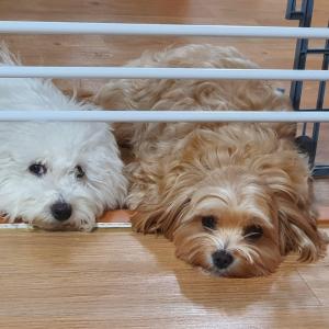 저희집 첫째아이 찾습니다..