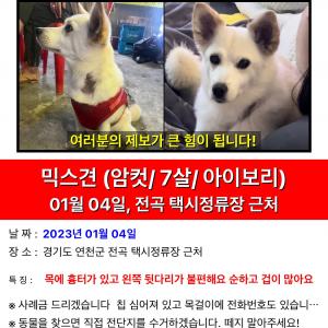 강아지를 찾습니다