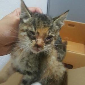 새끼 길냥이 도와주세요 ㅠ