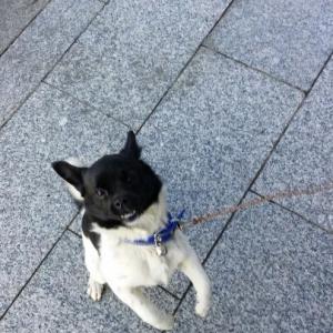 경주 머리까만 강아지찾아요