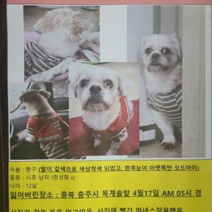 빨간하네스를 한 시츄찾습니다