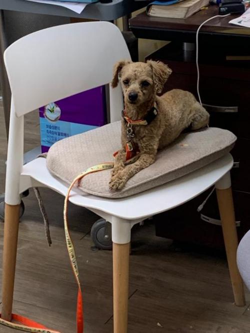 푸들, 충북 광혜원~삼성면 노상