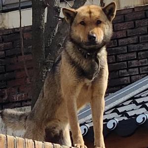 청주 산속에서 잃어버린 갈색 진돗개 강아지