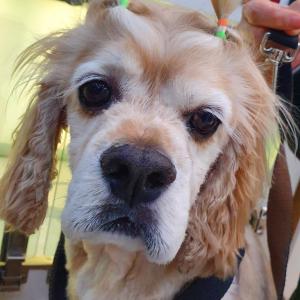 영등포본동 코카스파니엘 찾아요
