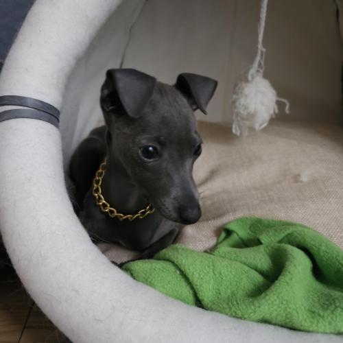 천안에서 ig 시모를 분양합니다ㅜㅜ