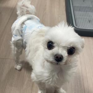 부산 광안리 말티즈 찾습니다