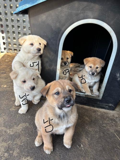 꼬순내 폴폴 포동포동한 시고르자브종 애기들