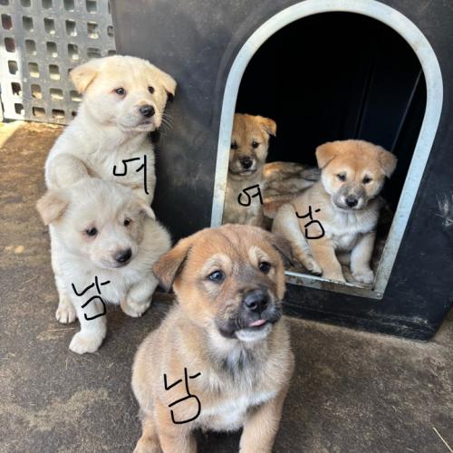 꼬순내 폴폴 포동포동한 시고르자브종 애기들