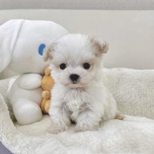 [40만원] 크림파티 초미니 말티푸 왕자님 ♥