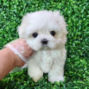 미니말티즈분양 2개월령 모량 많고 애교도 많고
