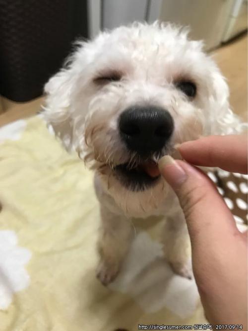 광진구 구의동 비숑프리제 주인분 찾습니다.