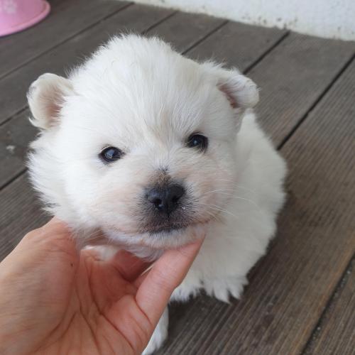 생후 1개월된 강아지 3마리 무료분양합니다.