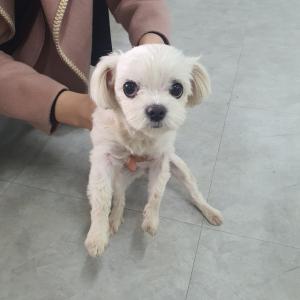 (포천시)말티즈 보호중입니다.(암컷)